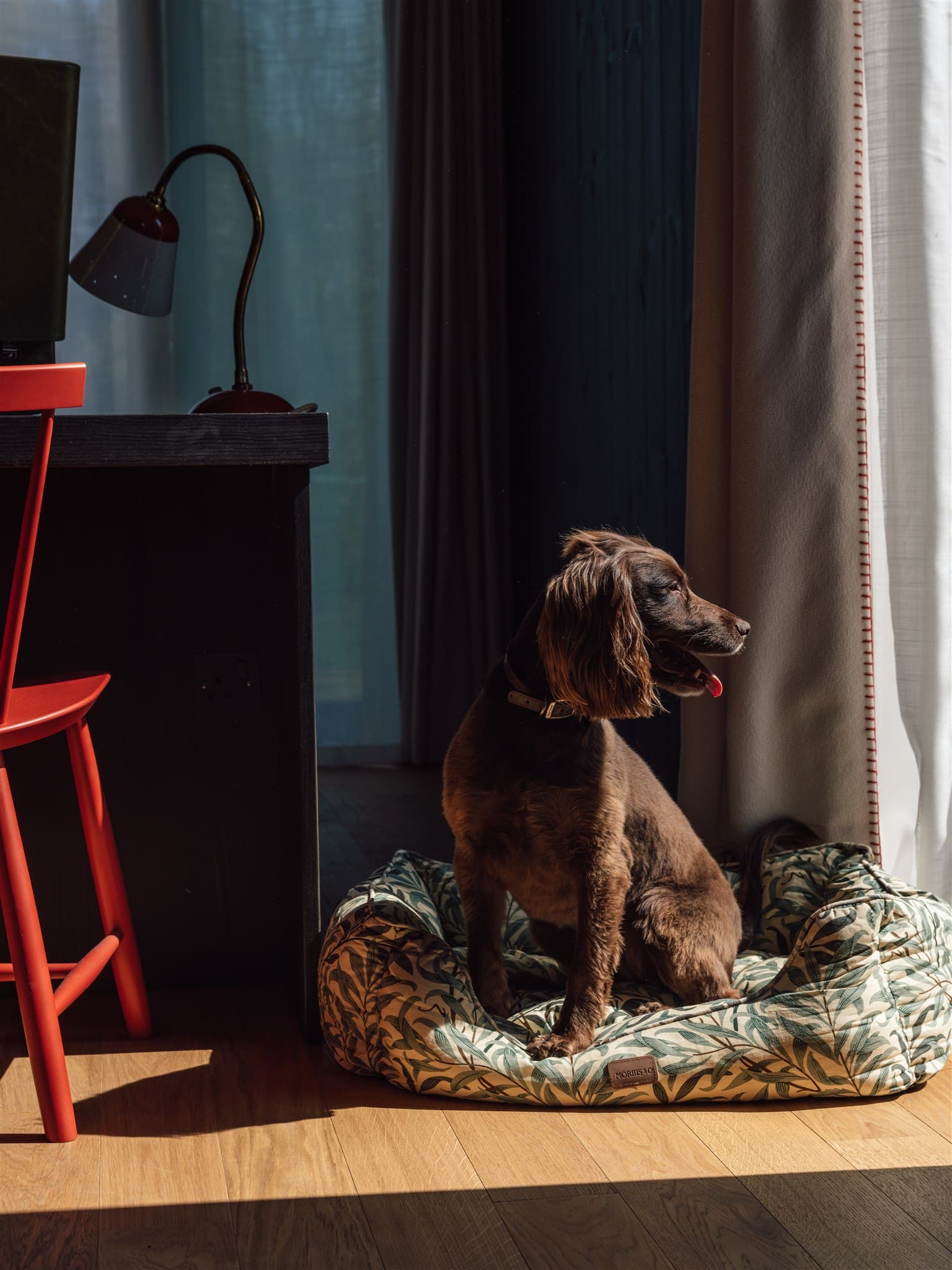 a dog