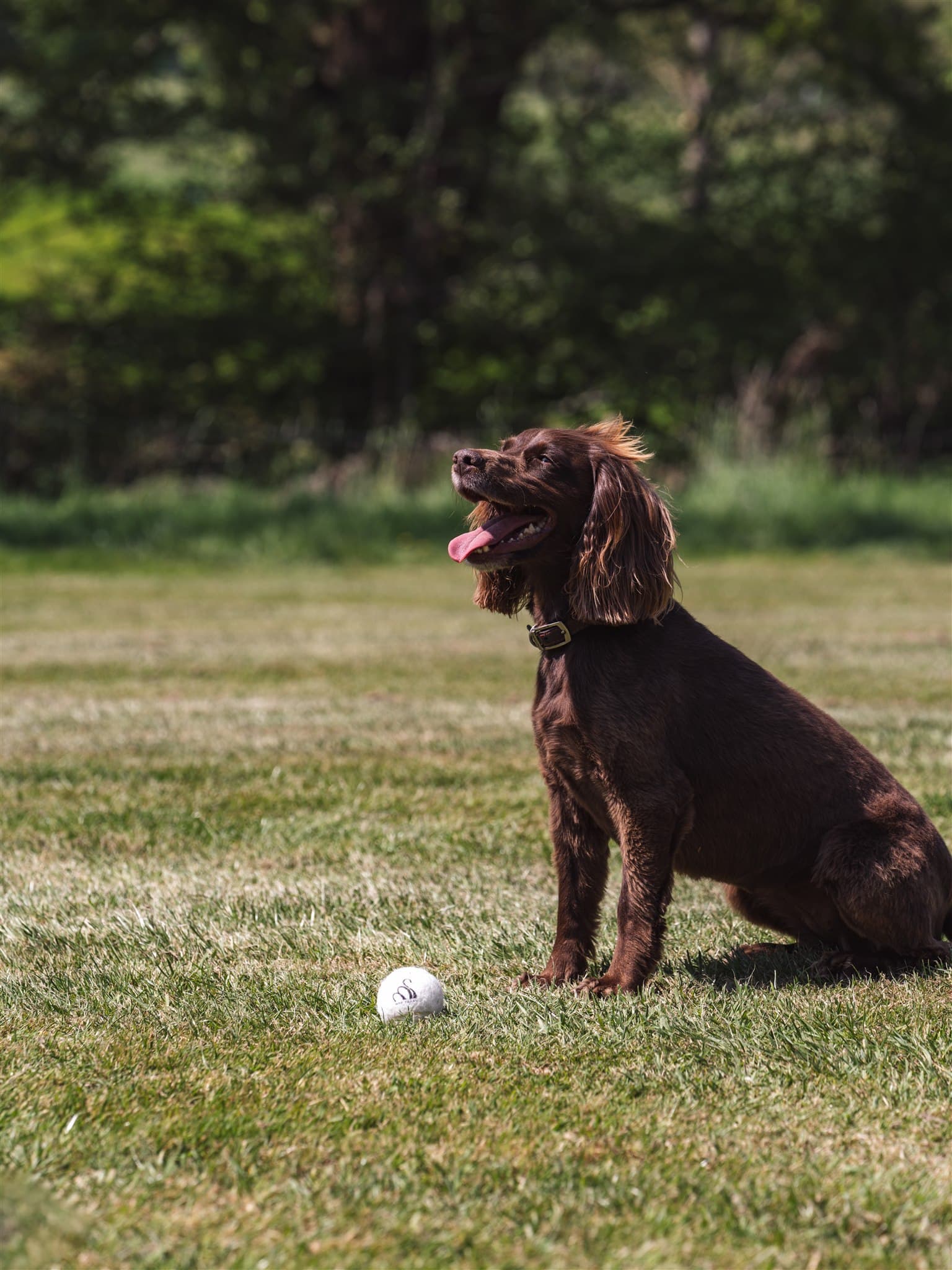 A dog