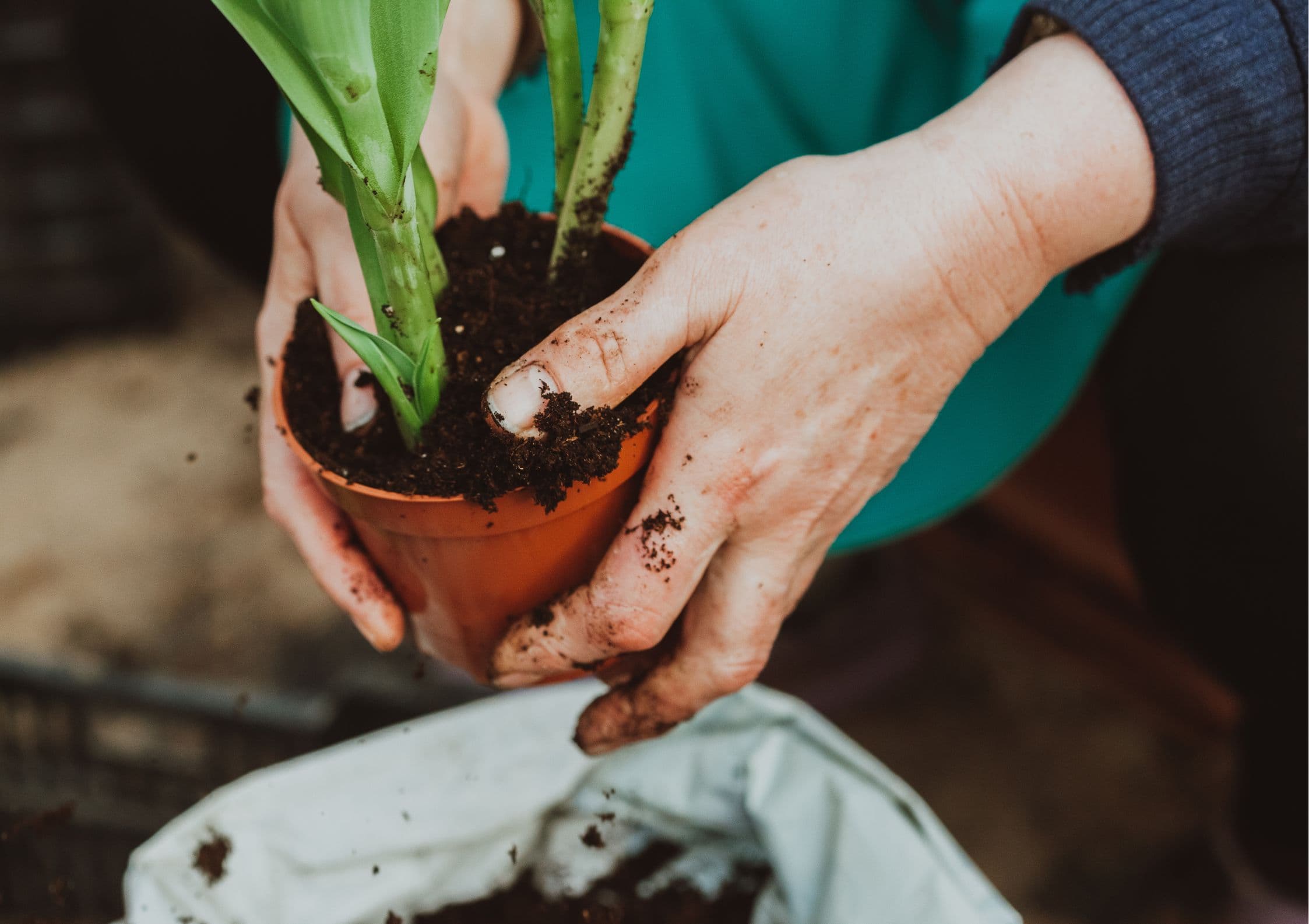 plant pot