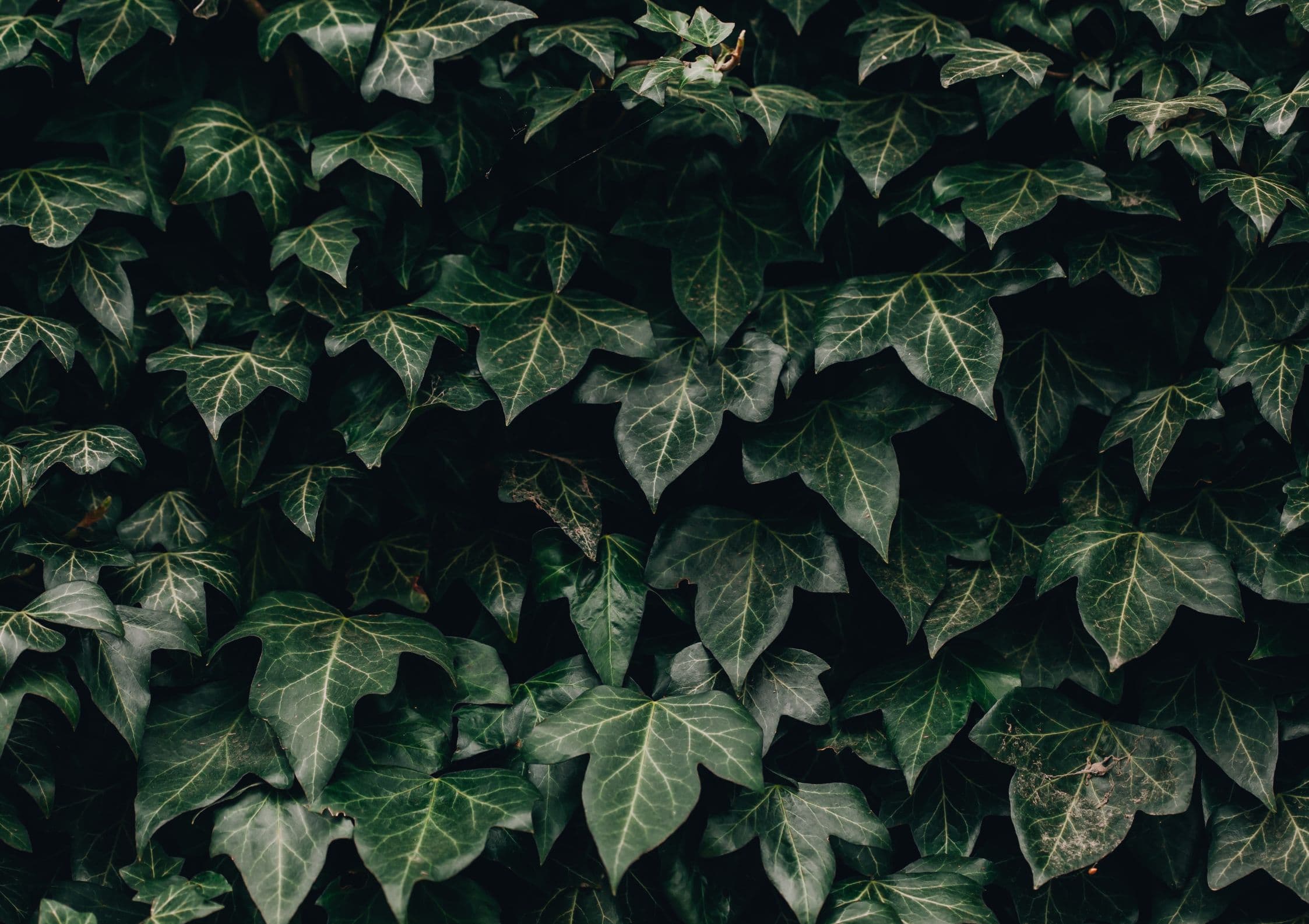 Leaves